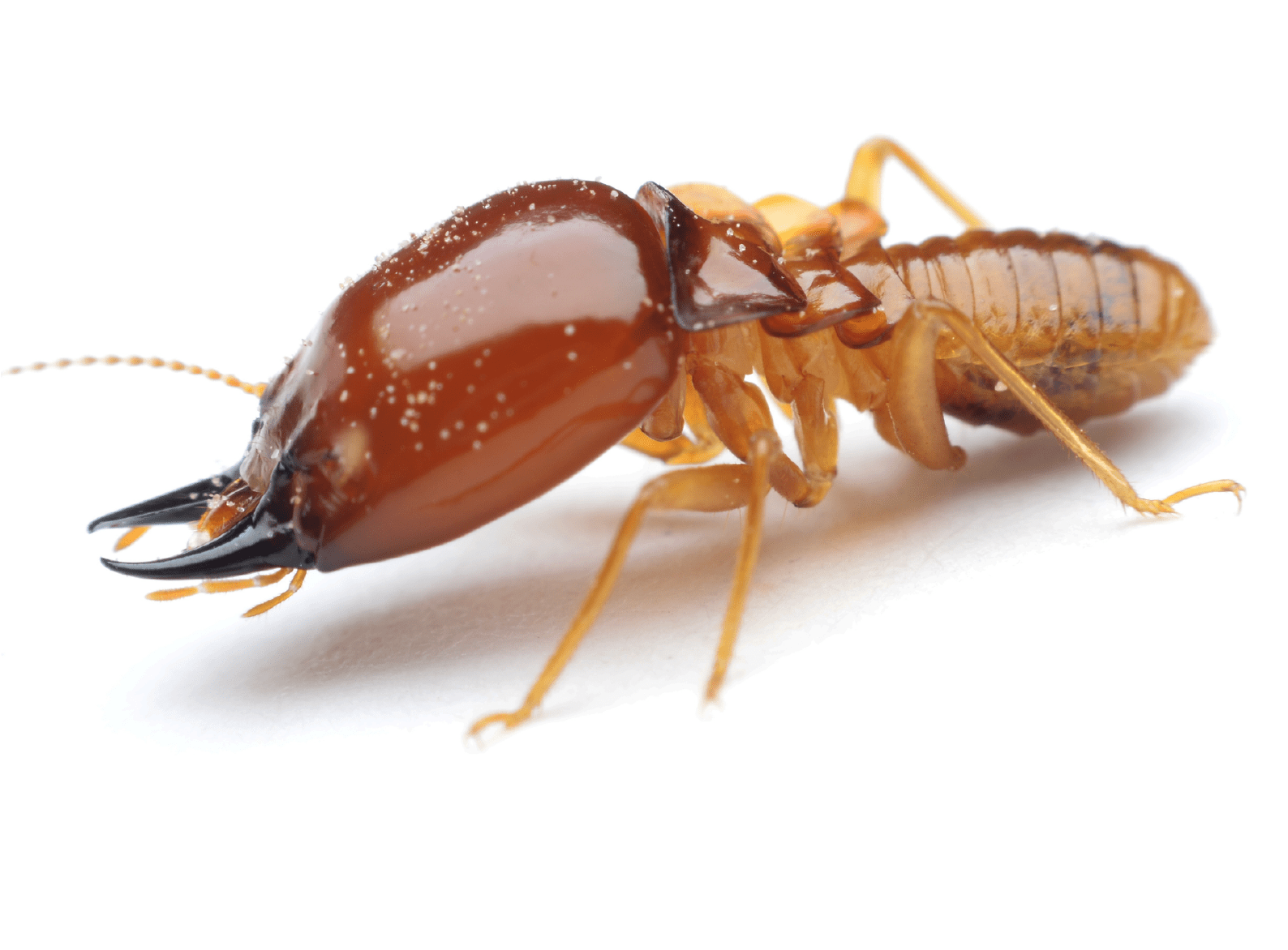 Are You Rolling Out The Welcome Mat For Termites - White Ants (2042x1674), Png Download