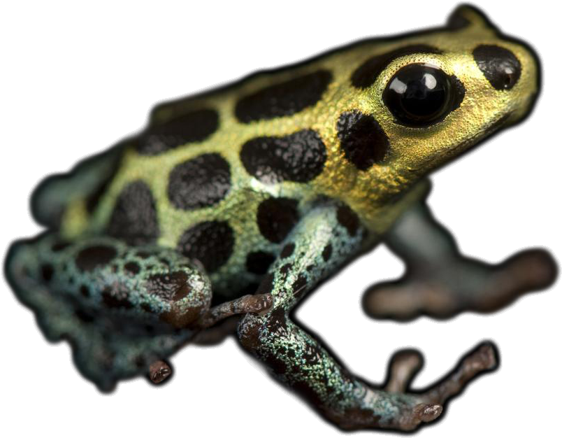 Fotoprint: Imitating Or Mimic Poison Dart Frog, Dendrobates (1190x790), Png Download