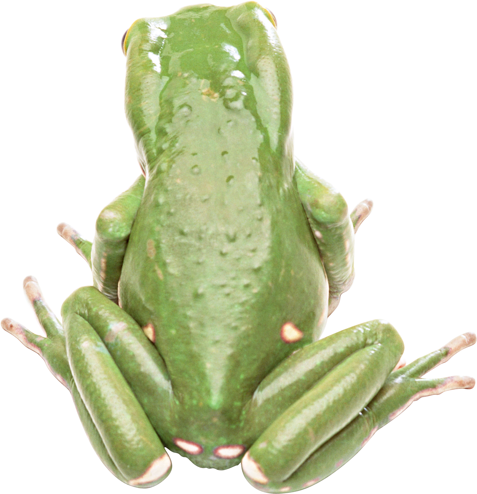 Frog (1614x1672), Png Download
