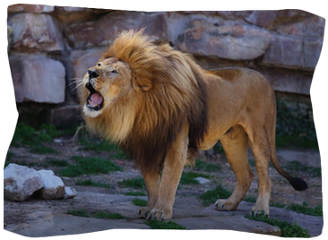 Lion (400x400), Png Download