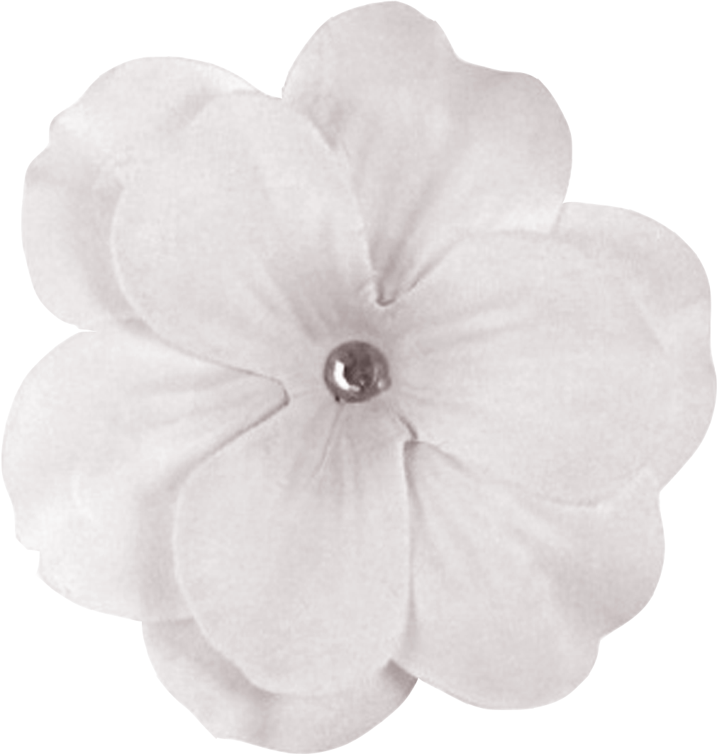 White Flower Png - Enchanteds (1200x1200), Png Download