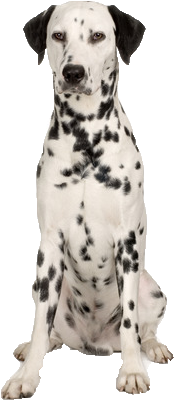 Dalmatian Png Free Download - Real Dalmatians Png (447x447), Png Download