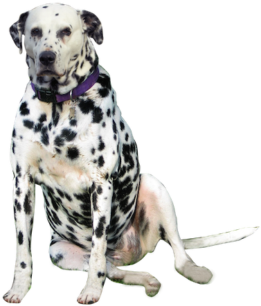 Dalmatian Png Download Image - Dalmatian Transparent (412x449), Png Download