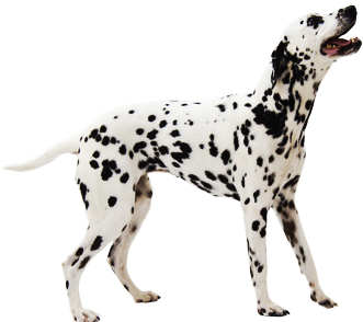 Dalmatian - Dalmatian Transparent (373x322), Png Download