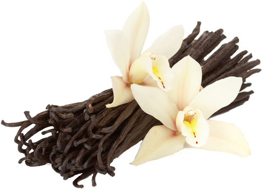 Vanilla - Vanilla Flower And Beans (620x475), Png Download