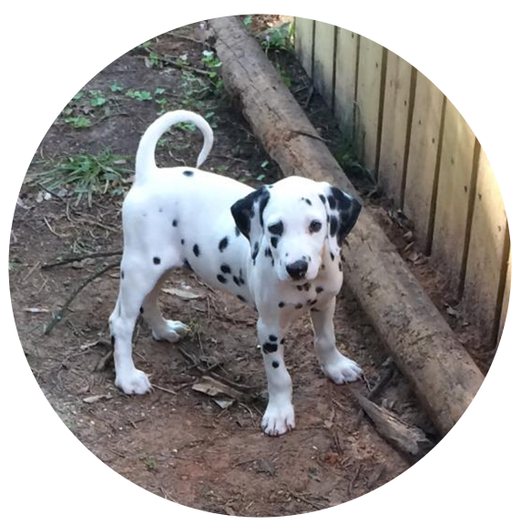 Full Breed Dalmatian Puppies For Sale - Purebred (600x600), Png Download