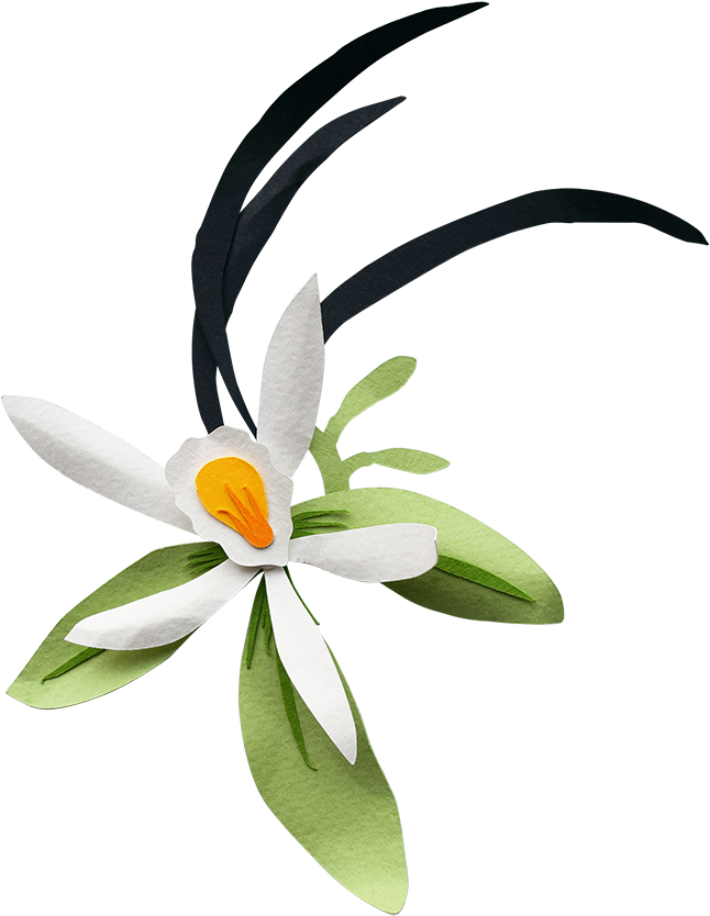 Purple Flower - Clip Art (646x834), Png Download