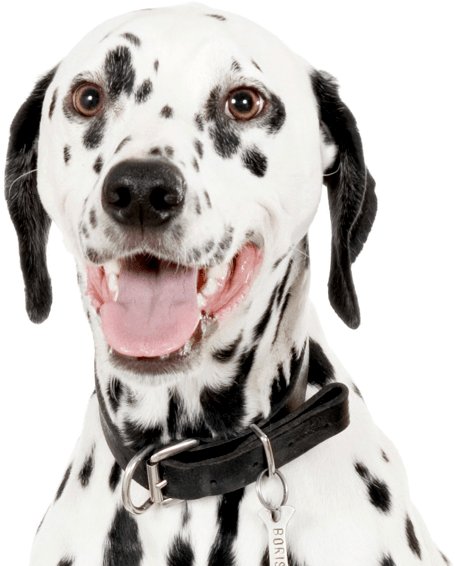 Search - My Animal Hospital - Pc Cd (565x565), Png Download