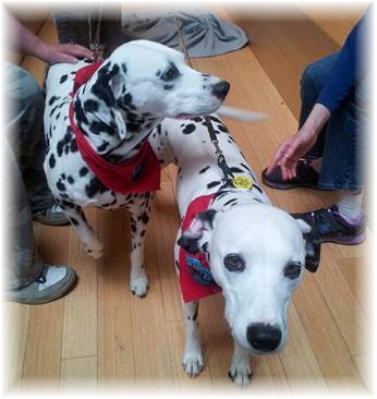 Dalmatian Dog (346x366), Png Download