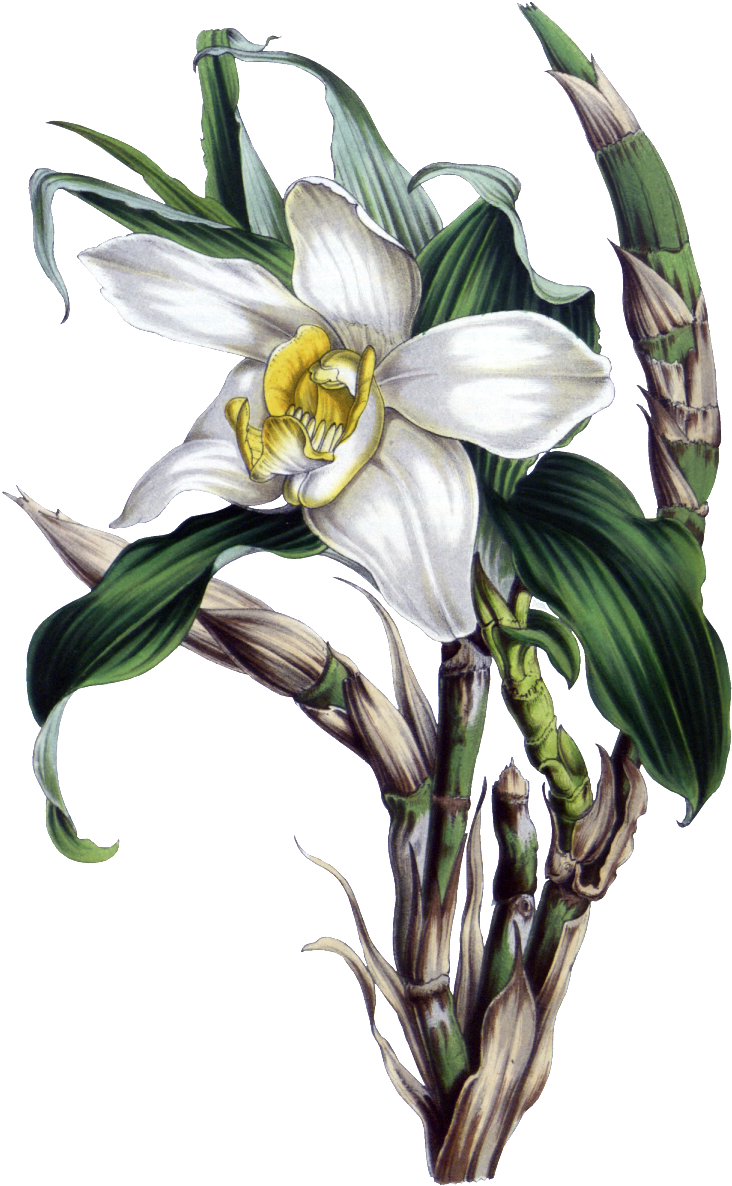 Botanical Illustration (1024x1280), Png Download