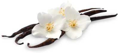 Download Base Note - Vanilla Bean Transparent Background - Full Size