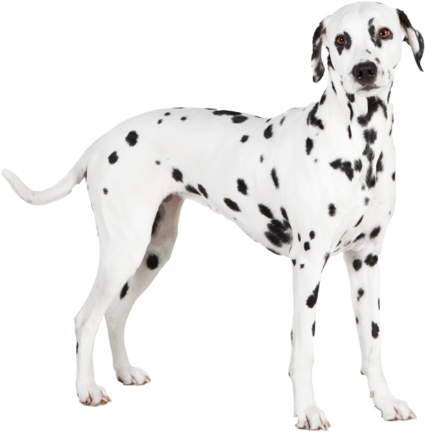 Download Transparent Dalmatian-pricing - Dalmatian - PNGkit
