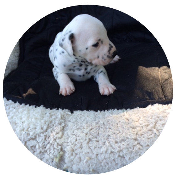 Purebred Dalmatian Puppies For Sale - Dalmatian Dog (600x600), Png Download