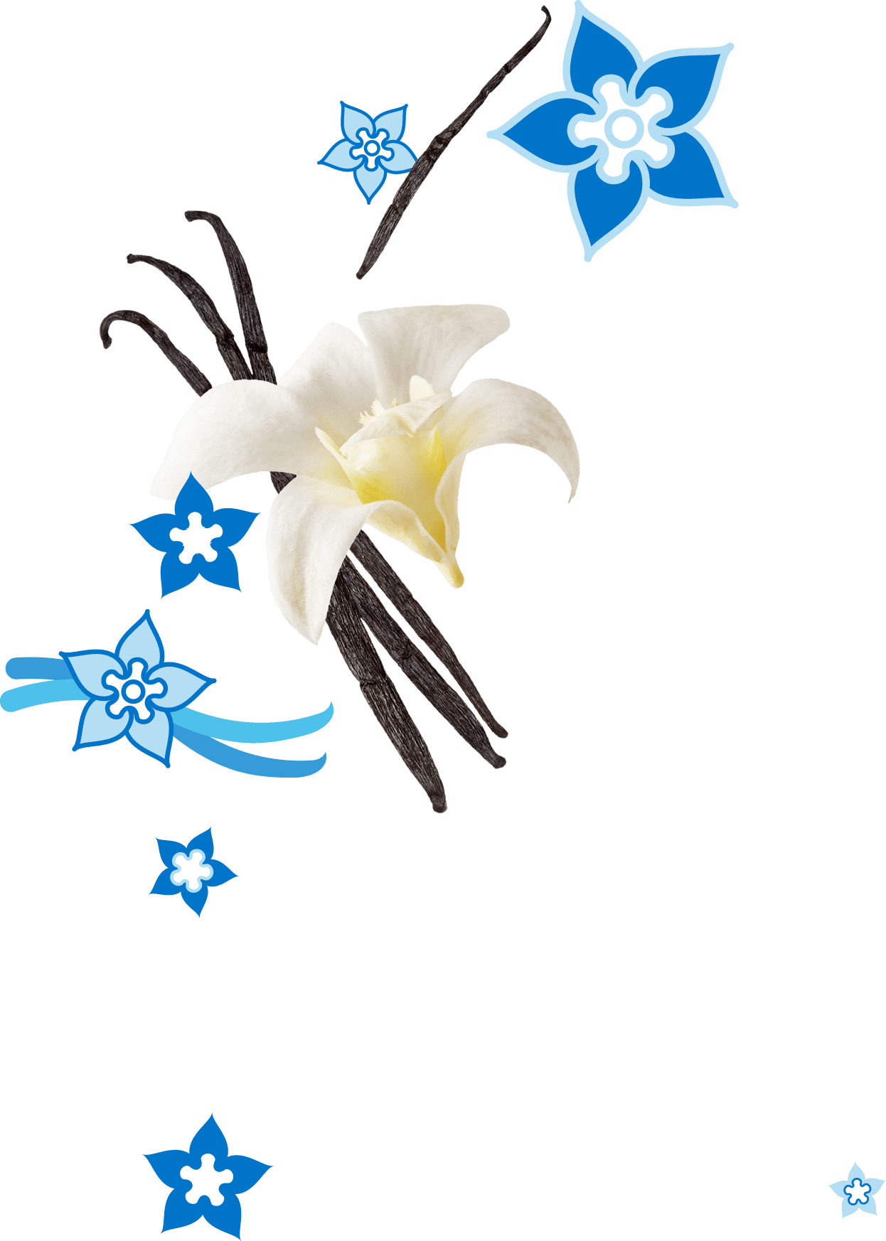 Vanilla (1246x1746), Png Download