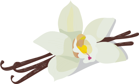 Vanilla (600x600), Png Download