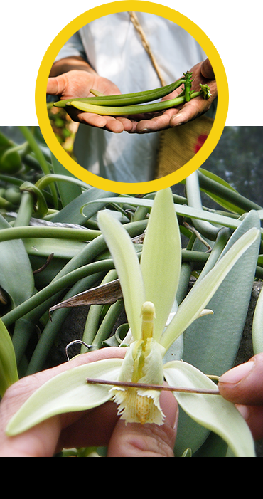 We Shared The Plant, But We Kept The Soil, The Climate, - Vanilla (370x701), Png Download