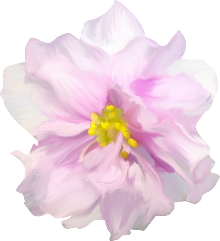 Яндекс - Фотки - Scrapallflowers - Tulipa Humilis (730x800), Png Download