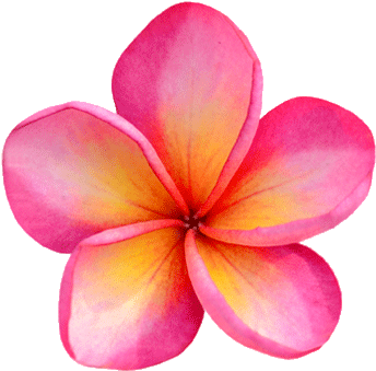 Oahu Hotels And Travel Guide Aqua Aston Hotels Png - Costa Rica Flowers Transparent (475x340), Png Download