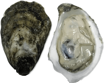 Ekone Pacific Oysters - Pacific Oyster (399x330), Png Download