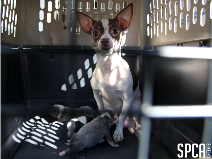 20180315 Local Cbs Puppy Mill 2 - Chihuahua (969x545), Png Download