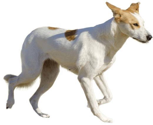 Dog (567x489), Png Download