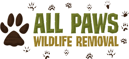 All Paws Wildlife (500x240), Png Download