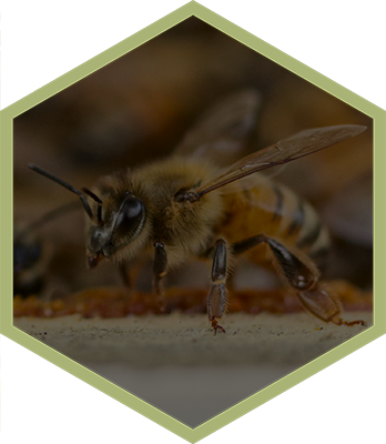 Honeybee Honey Lip Balm Hex 1 Drew's Honeybees - Plex Logo (348x400), Png Download