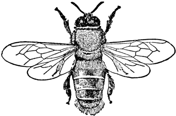 Hip Honey Bee - Spiderman Black And White Coloring Pages (570x378), Png Download