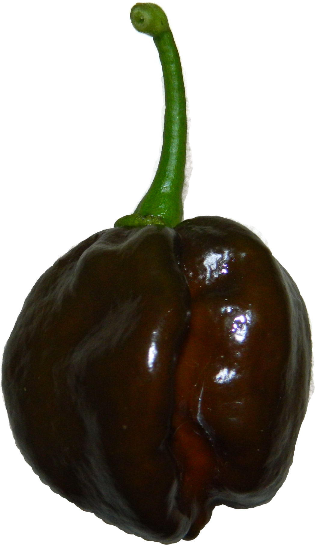 Chocolate Habanero - Chili Pepper (1048x1810), Png Download