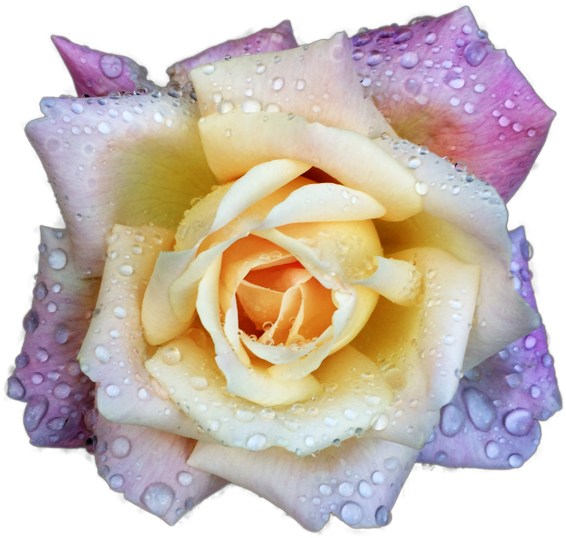 Raindrops Keep Falling On My Head~ - Torraine Futurum (1280x1280), Png Download