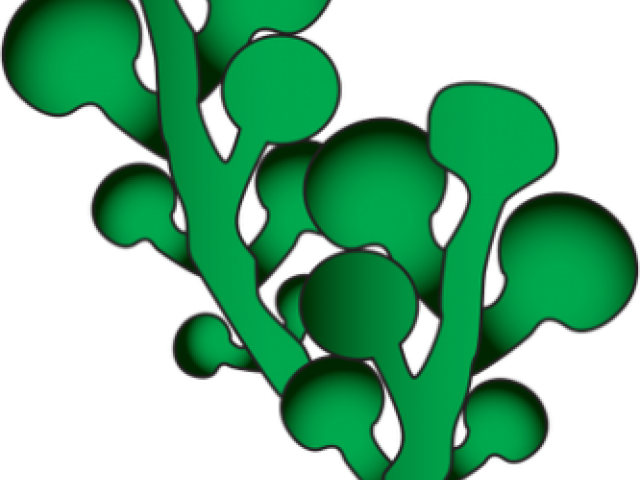 Seaweed Clipart Green Seaweed - Clip Art (640x480), Png Download