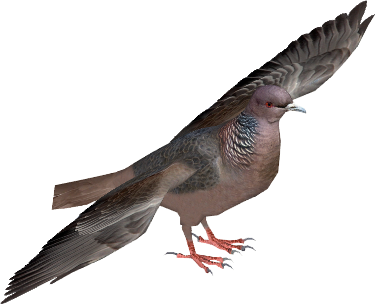 Picazuro Pigeon - Ornate Fruit Dove (760x760), Png Download