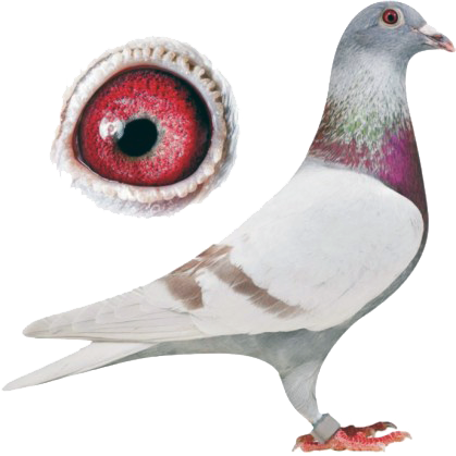 Colossal, Experience - Racing Pigeon Png (419x419), Png Download