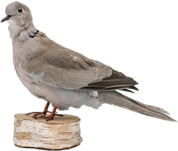 Rare Taxidermy Pigeon 1940's (1000x1250), Png Download