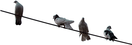 A Bunch Of Pigeons Sitting On A Wire - Pigeon On Wire Png (450x450), Png Download
