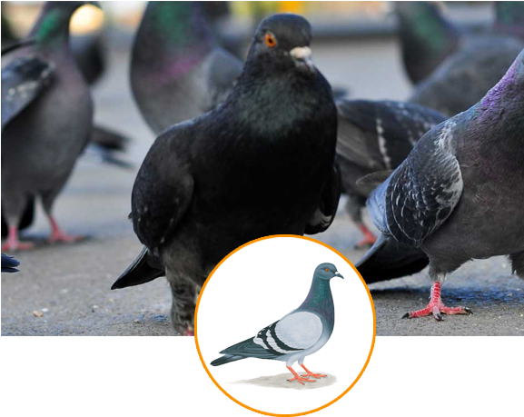 Pigeon Control Is Usually Required When Unwanted Pigeons - Hyderabad (576x469), Png Download