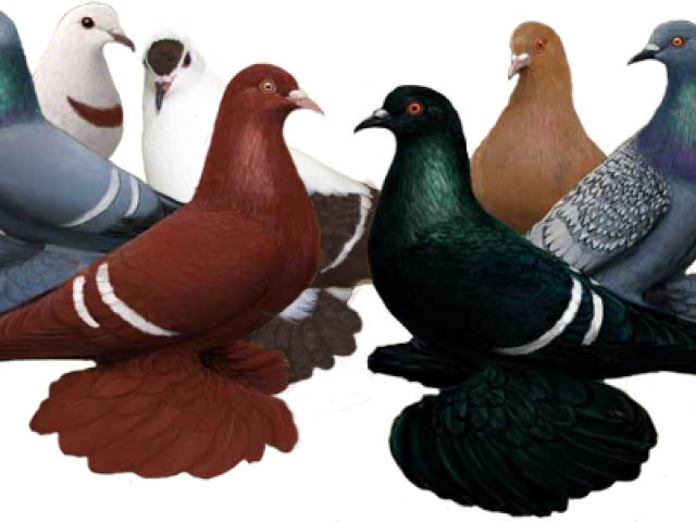 Swallow Pigeon (640x480), Png Download