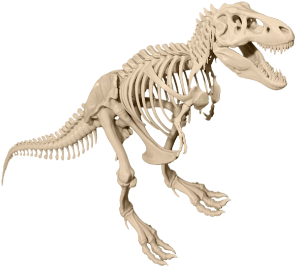 T Rex Skeleton Png (600x600), Png Download