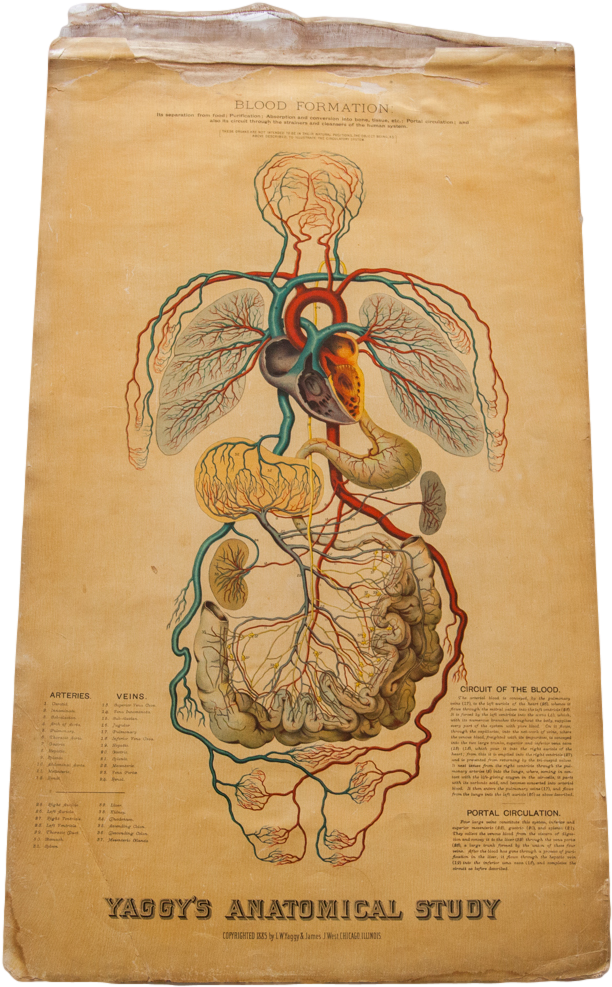 Sold - Art Print: Blood Formation And Circulation, 24x18in. (1600x1067), Png Download