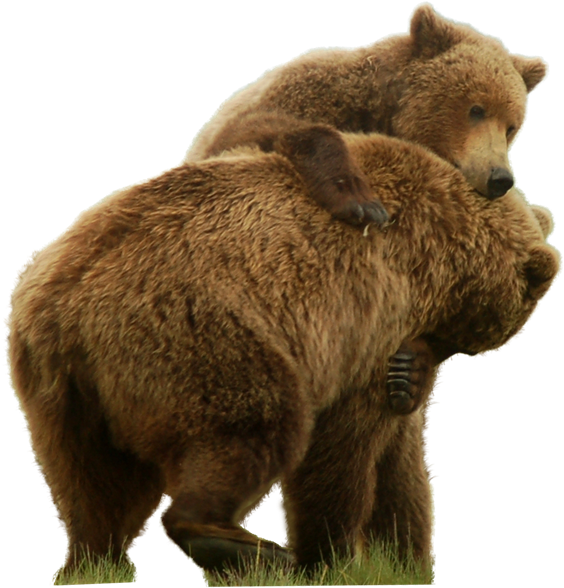 Bear Png Free Images - Grizzly Bear (574x600), Png Download