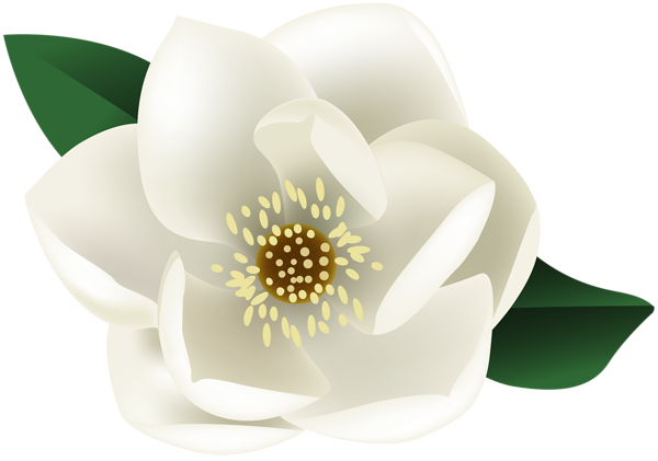 White Magnolia Flower Png Clip Art Image - White Magnolia Clip Art (600x421), Png Download