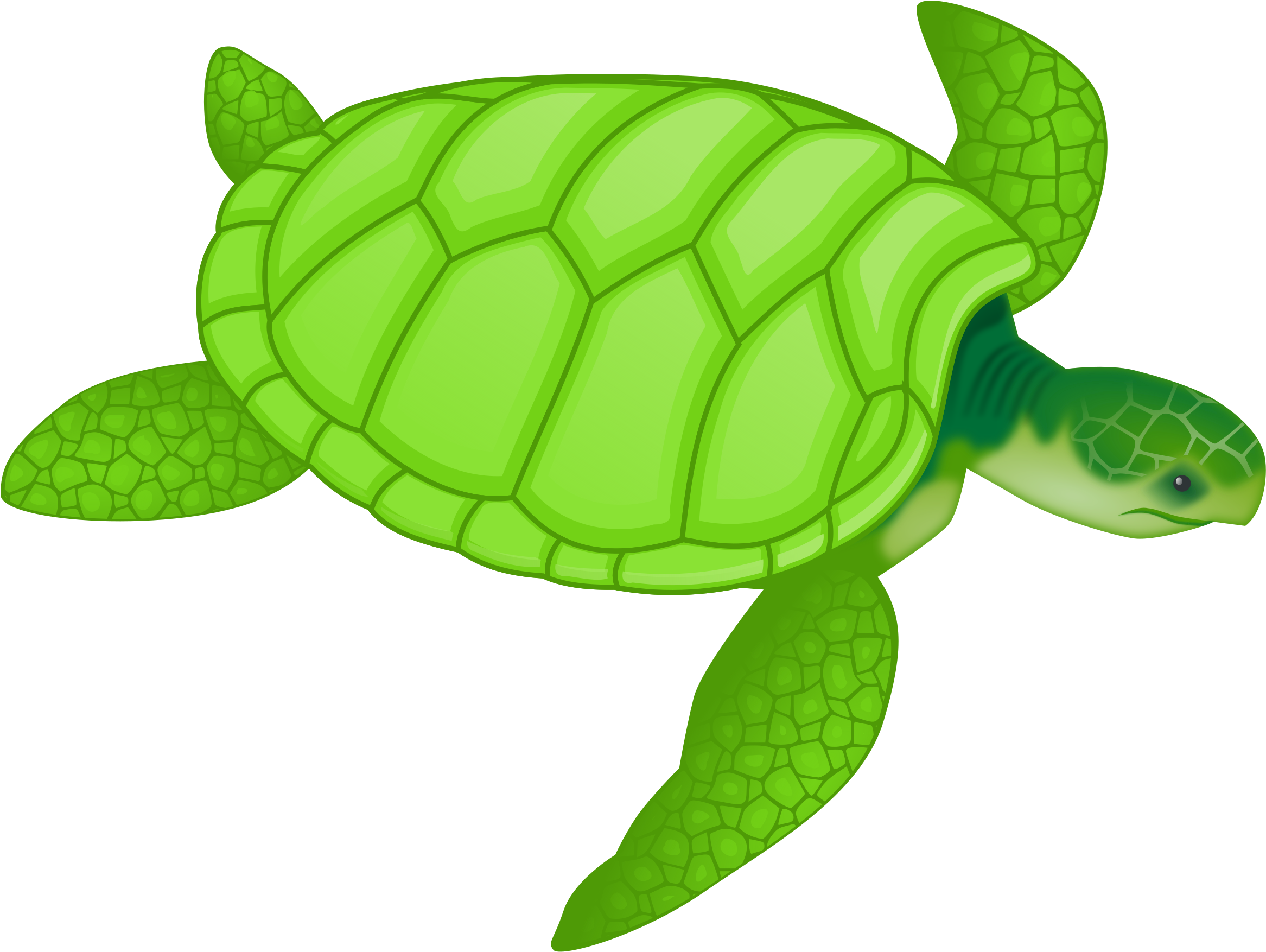 This Free Icons Png Design Of Green Sea Turtle (2400x1778), Png Download