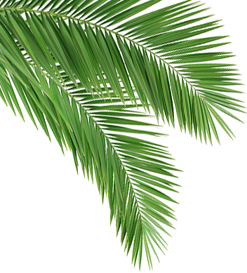 Coconut Leaf Png - Coconut Tree Leaves Png (352x389), Png Download