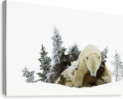 Polar Bears At Wapusk National Park - Posterazzi Polar Bears At Wapusk National Park Churchill (428x344), Png Download