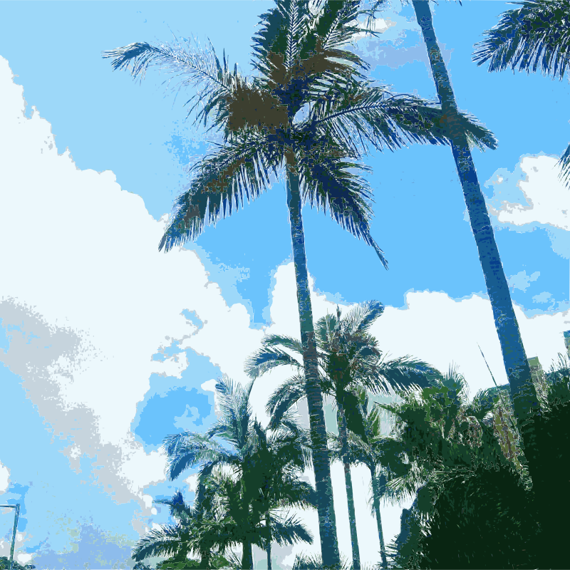 Clip Art Clipart Babassu Clip Art - Palm Trees (800x800), Png Download