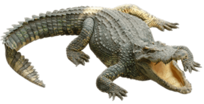 Free Png Crocodile Png Images Transparent - Crocodile Png (850x637), Png Download