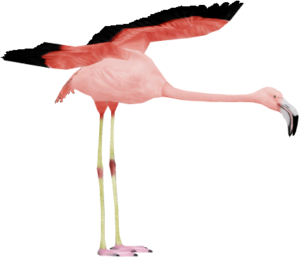 Chilean Flamingo 2 - Wiki (580x441), Png Download