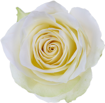 Athena Single Head Rose - Single White Rose Png (500x375), Png Download