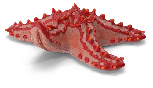 Starfish Png Download Image - Starfish (600x600), Png Download