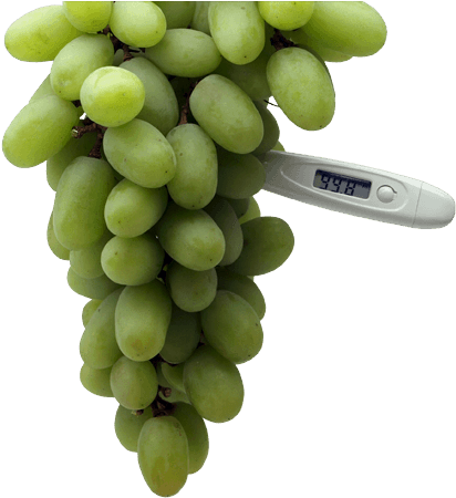 Feelingnot So Grape - Seedless Fruit (660x450), Png Download